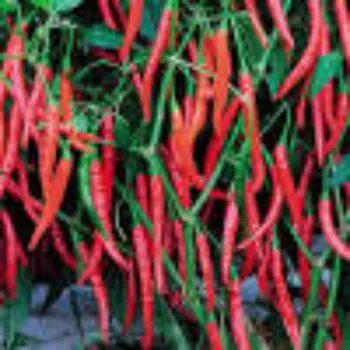 Red Chilli Hybrid Plant